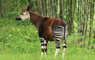 Misteri Okapi, Kuda Hutan Kongo yang Langka dan Unik