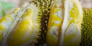 Waktu yang Tepat, Strategi Bijaksana Mengenai Konsumsi Durian dan Minum Obat untuk Kesehatan Optimal